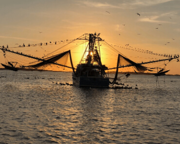 Captain Derek's Dolphin Tour