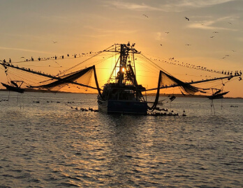 Captain Derek's Dolphin Tour